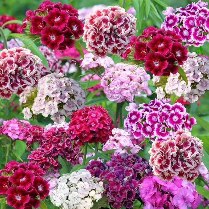 5000+ Sweet William Seeds Perennial for Planting-Dianthus Seeds Sweetness Flower Non-GMO Heirloom for Outdoor Garden Hardy to USDA Zones 3-9