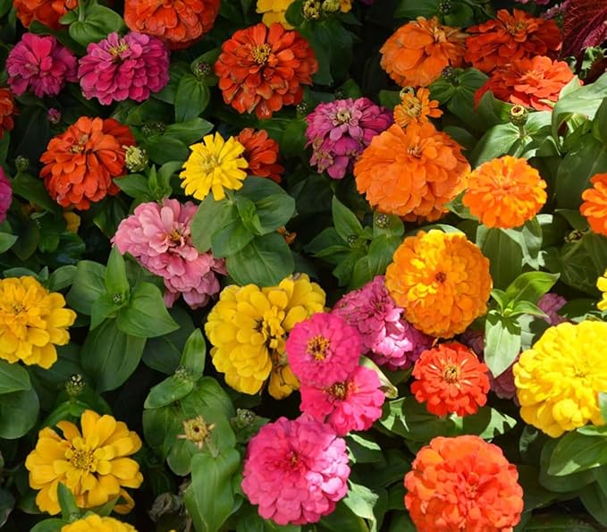 Zinnia California Giant Flower Seeds, Bulk Pack 8 Oz, 22,000+ Seeds by Seeds2Go