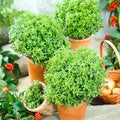 3 Greek Basil Plants Live, 4-7 Inches Tall, Compact Sweet Culinary Herb to Grow, Fragrant Basil Seedlings