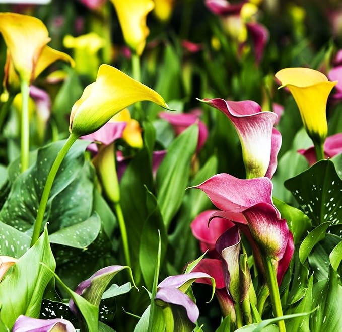 Rare 100Pcs White Pink Red Purple Calla Lily Seeds Beautiful Flowers Mix Color Perennial Plant Planting for Outdoor Indoor Bonsai