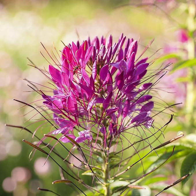 Eden Brothers Cleome Seeds - Mauve Queen