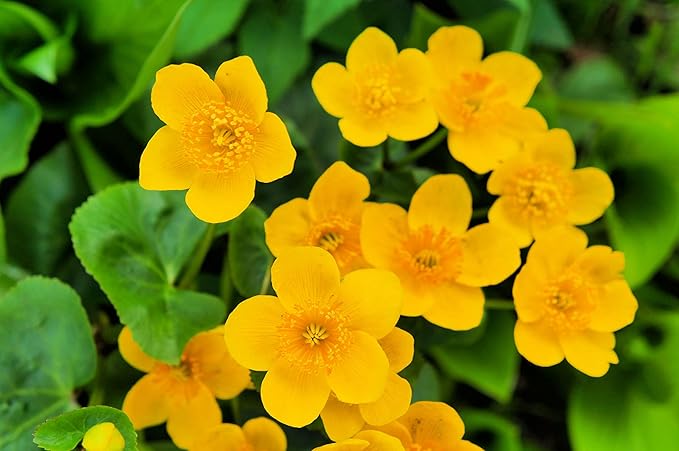 Marsh Marigold Seeds for Planting - 50 Seeds - Caltha palustris - Heirloom & Open-Pollinated Variety, Attracts Bees, Non-GMO Pollinator-Friendly Native Wildflower Seeds