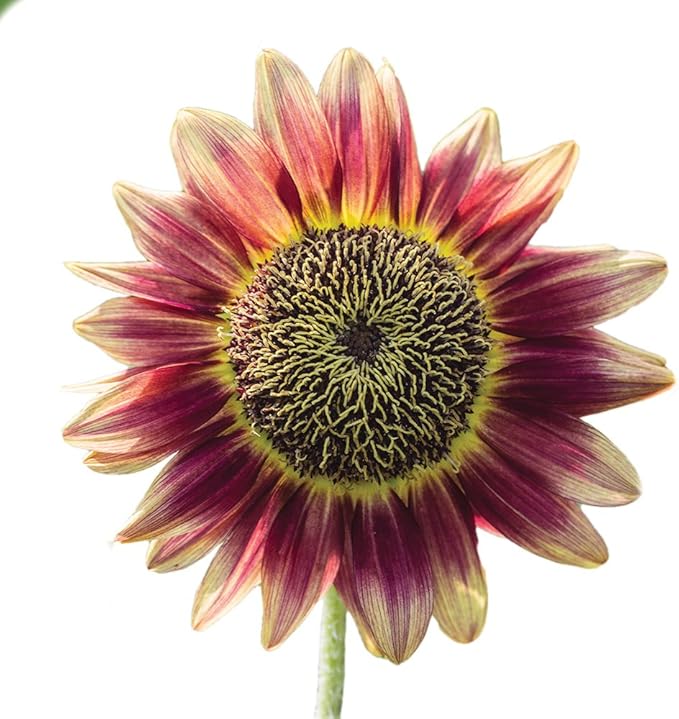 Burpee Crimson Blaze Sunflower Seeds 30 seeds
