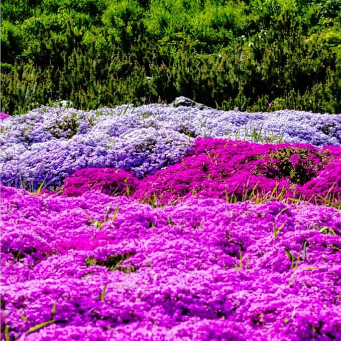 1000pcs Purple Creeping Thyme Seeds Ground Cover, Thyme Seeds for Planting Outdoors,Perennial Thymus Serpyllum Seed Flower Non-GMO Heirloom for Garden Home