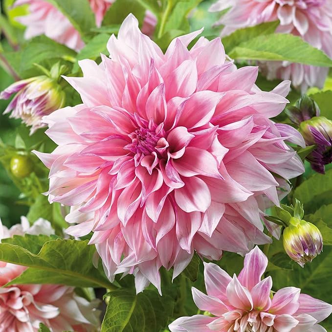 Eden Brothers Dahlia Bulbs (Dinnerplate) - Cafe Au Lait Royal, Non-GMO Bulbs for Planting, 2 Bulbs | Low-Maintenance Flower Bulbs, Plant During Spring, Zones 8, 9, 10, 11