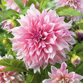 Eden Brothers Dahlia Bulbs (Dinnerplate) - Cafe Au Lait Royal, Non-GMO Bulbs for Planting, 2 Bulbs | Low-Maintenance Flower Bulbs, Plant During Spring, Zones 8, 9, 10, 11