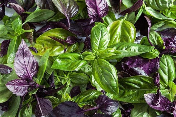 SeedsUP - 700+ Seeds Basil Indoor Sweet Ornamental (Genovese, Corsican, Lemon, Lime and Other) - Herb Mix