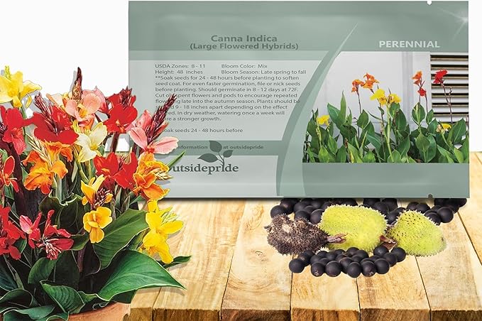 Outsidepride Indica Mixed Canna Lily Flower Seeds - 25 Pcs Perennial Seeds for Planting Outdoors with Colorful Blooms for Cut Flowers, Tropical & Water Gardens, Borders, & Poolside Planting