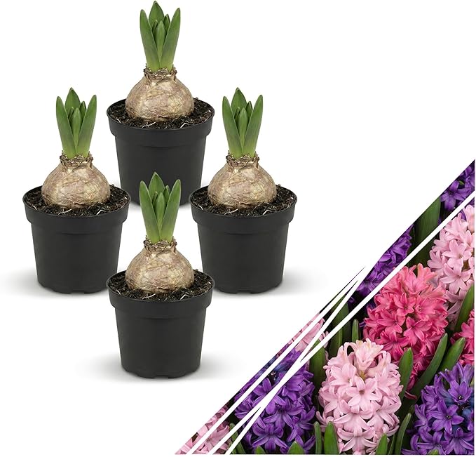 Live Flowering Hyacinth (4 Per Pack) - Grower's Choice Assorted Colors, Beautiful Spring Bulbs, Ships Dormant in a 1 Pint Pot, Blooms in 2-3 Weeks