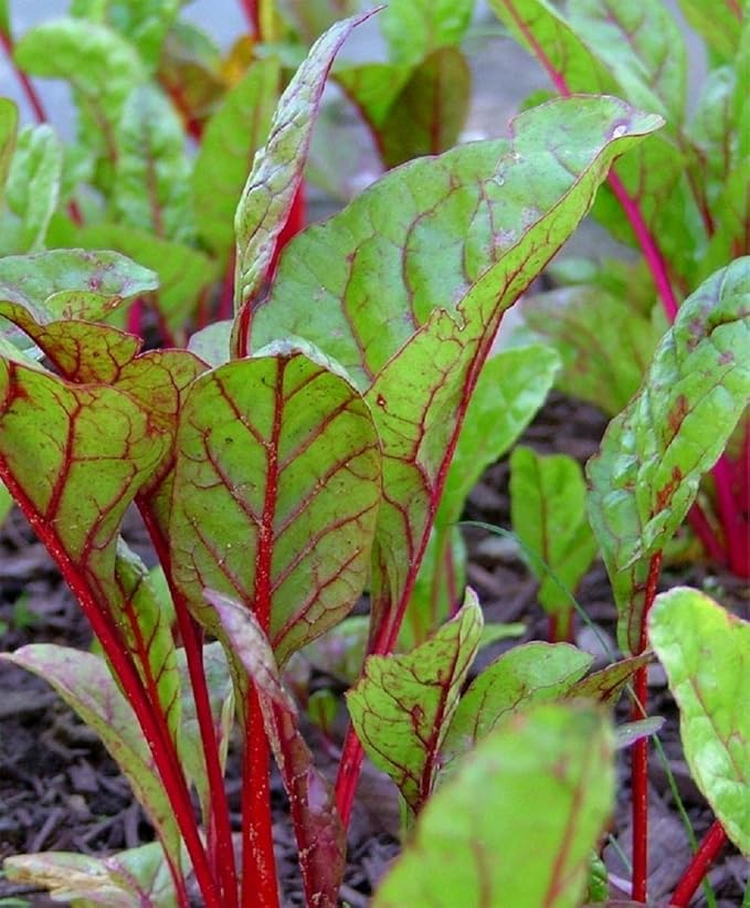Swiss Chard Rhubarb Seeds,50 Count COOL BEANS N SPROUTS Brand. Heirloom. Non-GMO. Home Gardening.