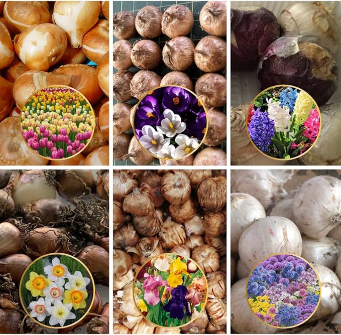 50 Mixed Flower Bulbs, Assorted Colorful Blooms for Spring, Mixed Daffodils, Allium, Iris & Hyacinths Flower Bulbs for Beds, Borders & Containers, Hardy Perennial Easy Fall Planting