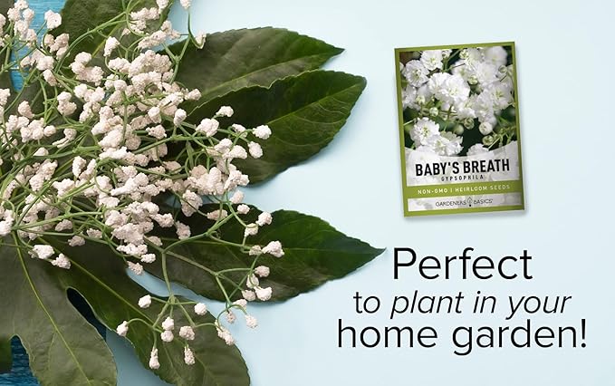 Gardeners Basics, Baby's Breath Seeds for Planting Gpsophila - Beautiful Annual Cut Flower for Flower Arrangements and Beautiful in Flower Beds in Summer Gardens Too