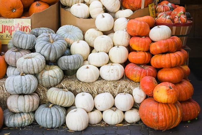 Jarrahdale Large Blue Pumpkin Seeds - 6-10 pounds - One of The Most Intereting and Decorative Pumpinks as Well as Delicious