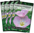 Sow Right Seeds - Showy Evening Primrose Flower Seeds for Planting - Non-GMO Heirloom Packet with Instructions - Native Wildflower for Pollinators - Perennial Pink Ladies, Mexican Evening Blooms (4)
