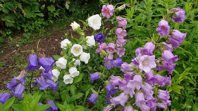 NIKA SEEDS - Seeds Flowers Canterbury Bells Double Mix (Cups and Saucers) Biennial - 500 Seeds