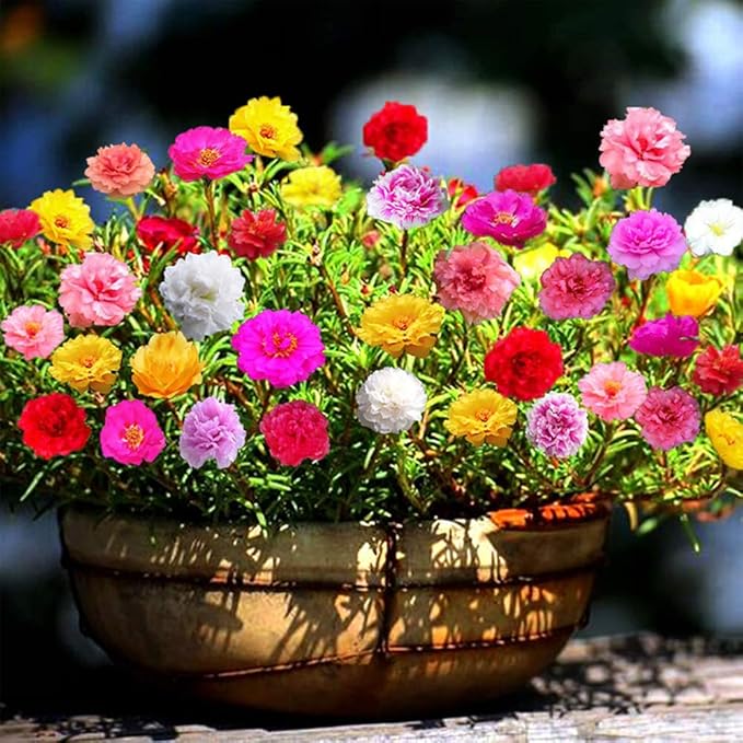 Mixed Moss Rose Seeds 1000 Seeds ‘Portulaca Grandiflora’ Flowers for Bonsai Garden Balcony Heat Drought Tolerant Fast-Growing Ground Cover Low-Maintenance