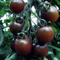 Seeds Vegetable Black Cherry Tomato Heirloom for Planting Non GMO - 25 Seeds