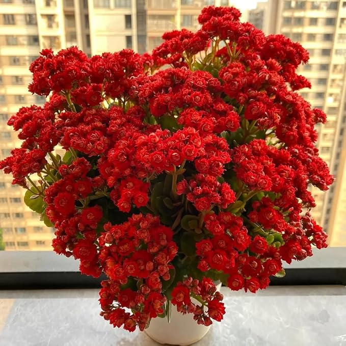 1000+ Kalanchoe Flower Seeds for Planting, Perennial Kalanchoe Flower Seed, Non-GMO Heirloom Rare Limonium Statice Flower Seeds for Home Garden