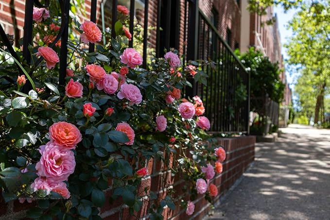 200+ Climbing Rose Seeds for Planting Outdoors - Vibrant Vine Flower, Long-Blooming Ornamental Garden Blooms (Mixed)