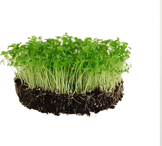 Utah 52-70 Celery Seeds - 1 Oz - Non-GMO, Heirloom Vegetable Gardening, Microgreens by Mountain Valley Seeds