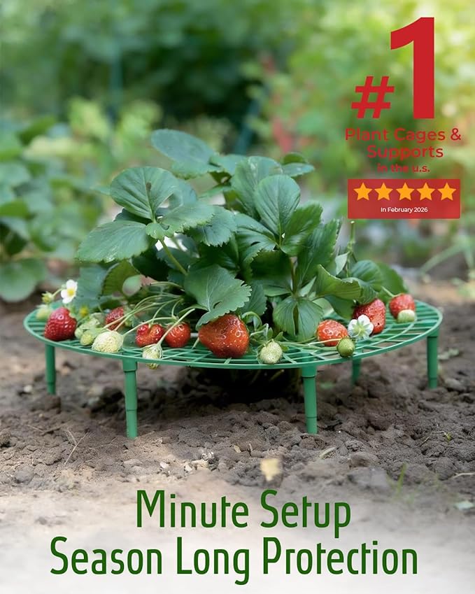 60Pack Strawberry Plant Support, Strawberry Holder for Garden to Keep Fruit Clean and Off The Ground - Large Metal Strawberry Growing Racks Frame for Easy Harvest