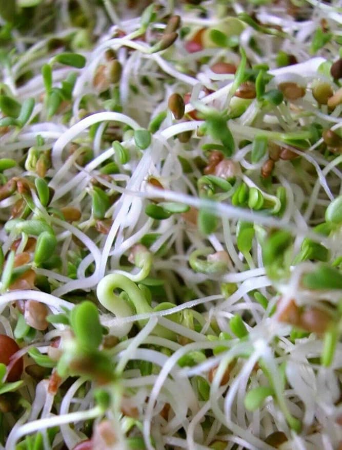 Todd's Seeds Superfood, Beginner's Sprouting Seed Mix for Microgreens, Heirloom, Non-GMO, Purple Kohlrabi, Collards, Radish Seeds, Turnip and Broccoli Seeds Salad Mix (1/2 Pound)