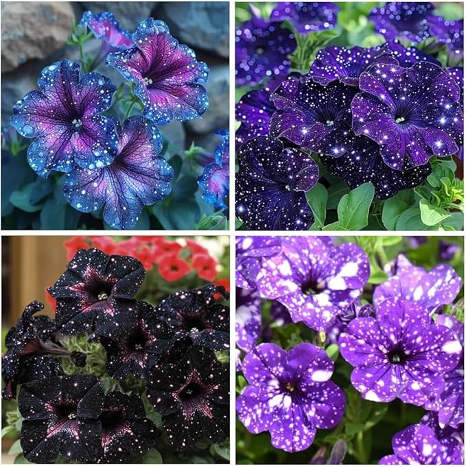 500 Starry Sky Petunia Seeds - Dreamy Variegated Multi-Color Blooms, Trailing Plant for Balcony Hanging Baskets, Heat/Sun-Tolerant with Long Flowering Period