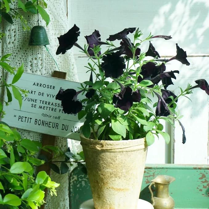 Dwarf Petunia Seeds for Planting, 203+pcs Perennial Petunias Flowers Seeds for Planting Open Pollinated Plant Seeds, Non-GMO Heirloom Annual Beauty Home Garden Flowers in Outdoors