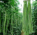 50+ Seeds Snake Yard Long Asparagus Pole Bean Seeds for Planting Red and Green Noodle Beans Heirloom Non-GMO Delicious Vegetable Seeds