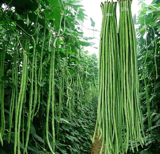 50+ Seeds Snake Yard Long Asparagus Pole Bean Seeds for Planting Red and Green Noodle Beans Heirloom Non-GMO Delicious Vegetable Seeds