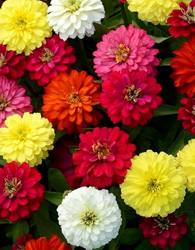 Seeds Terry Zinnia Seed Mix Common Zinnia 100+ Seeds for Planting Garden Flowers Non-GMO Annual