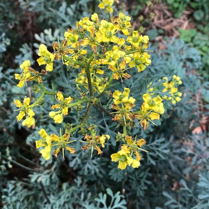 Organic Rue Seeds (Ruta graveolens) 100 Seeds (0.2 Grams) - Common Rue, Garden Rue, German Rue, Herb-of-Grace, Herbe à la Belle-Fille, Herbe de Grâce by Smoke Camp Crafts
