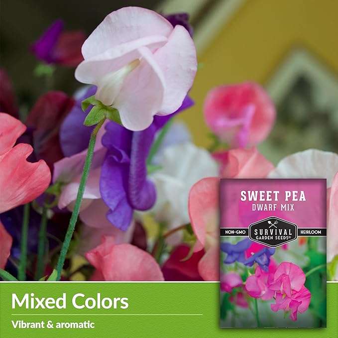 Dwarf Sweet Pea Seeds for Planting - Compact Bush Style Sweet Pea Flowers for Containers and Small Gardens, Fragrant Flower Variety for Outdoor Growing – Survival Garden Seeds (2 Packs)