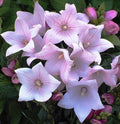 Seeds Pink Balloon Flower Platycodon Chinese Bellflower Perennial Flowers
