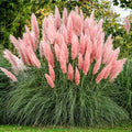 200PCS Pink Pampas Grass Seeds Natural Grass Ornamental Seeds Heirloom