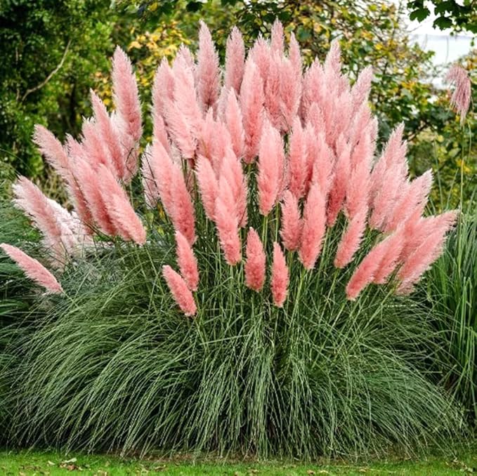 200PCS Pink Pampas Grass Seeds Natural Grass Ornamental Seeds Heirloom