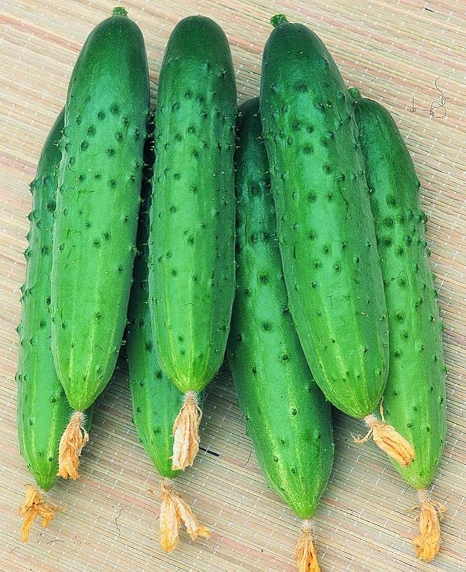 Seeds Indoor Cucumber April F1 - Self-Pollinated - Heirloom Vegetable - GMO Free