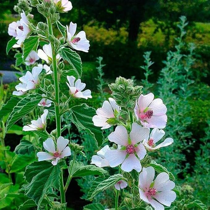 NIKA SEEDS - Seeds Herb Marshmallow (Althaea Officinalis) - 100 Seeds
