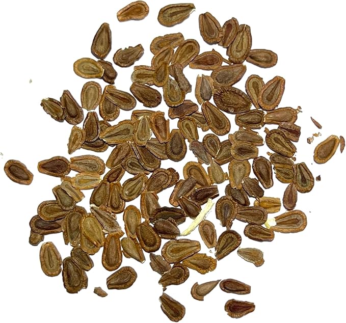 Seed Needs Pink Milkweed Seeds for Planting Common Asclepias syriaca - Heirloom & Open Pollinated Perennial Flower Seed to Plant a Monarch Butterfly Garden (5 Packs)