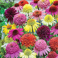 300+ Double Echinacea Seeds, Heirloom Coneflower Seeds, Non-GMO Perennial Flowers, Butterfly Garden Plants
