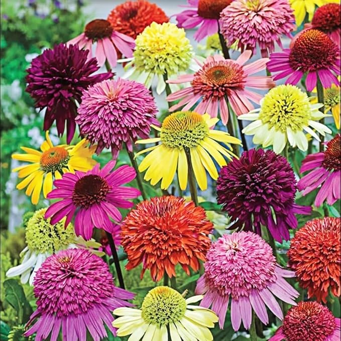 300+ Double Echinacea Seeds, Heirloom Coneflower Seeds, Non-GMO Perennial Flowers, Butterfly Garden Plants