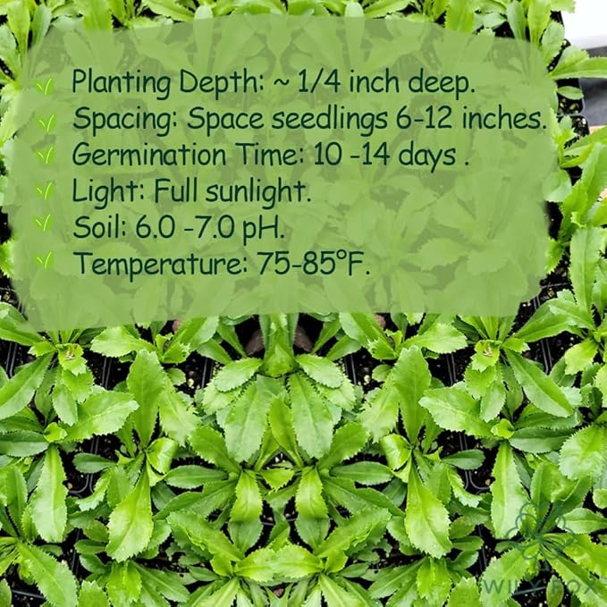 Premium Culantro Seeds – 3,000+ Non-GMO Heirloom Seeds - High-Yield, Authentic Flavor & Easy Growing