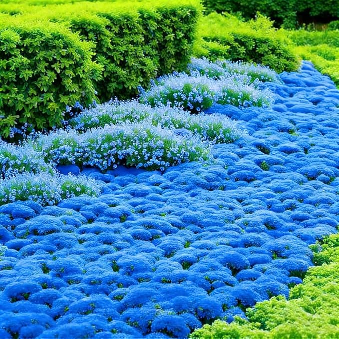 15000+ Blue Creeping Thyme Seeds Ground Cover,Blue Woolly Thyme Seeds Non-GMO Heirloom,Drought Tolerant Ground Cover Thyme Seed Silver Gray Carpet for Between Stepping Stones & Rock Outdoor