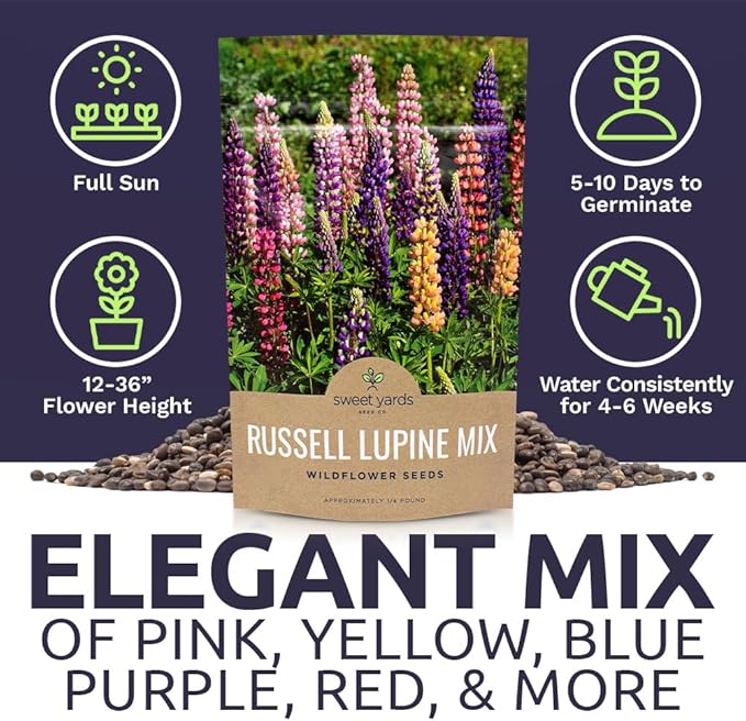 Russell Lupine Seeds – Bulk Quarter Pound Bag – Over 5,000 Open Pollinated Non-GMO Perennial Wildflower Seeds – Lupinus polyphyllus