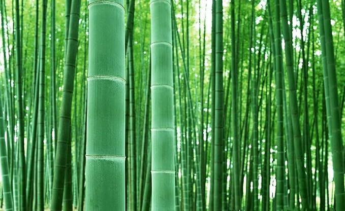 Giant Bamboo Seeds for Planting 100+ Seeds Grow Giant Bamboo Privacy Screen Good for Environment