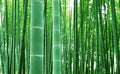 Giant Bamboo Seeds for Planting 100+ Seeds Grow Giant Bamboo Privacy Screen Good for Environment
