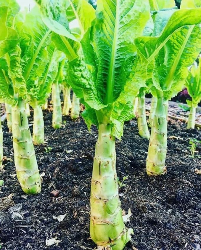 200PCS Asparagus Lettuce Seeds Chinese Lettuce Stem Asparagus Celttuce Celery Luttuce Seeds