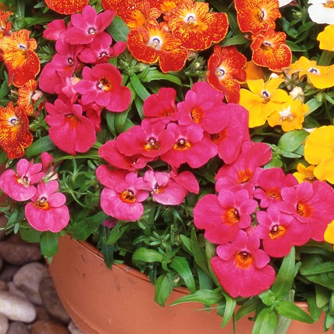 Mixed Nemesia Flower Seeds for Planting - 100Pcs Mix Nemesia Seeds for Growing Garden Home Garden Balcony Easy to Grow Multicolor Flowers Seeds