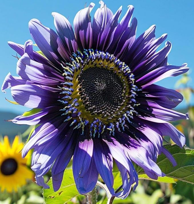 75+ Perennial Sunflower Flower Seeds to Plants Outdoor-Non GMO Heirloom Rare Sunflower Plants for Garden Home