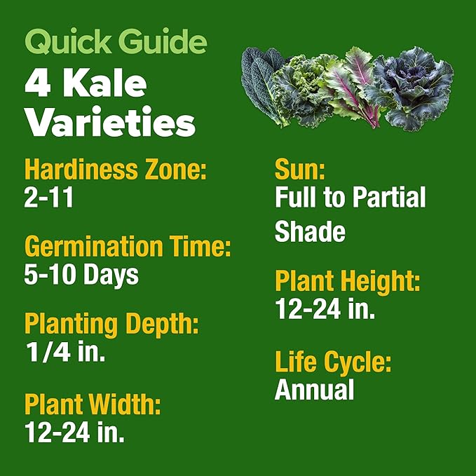 HOME GROWN 4 Kale Heirloom Vegetable Seeds for Planting Home Garden, Beans, Carrots, Peppers, Cucumber, Kale, Pepper Seeds, Tomato